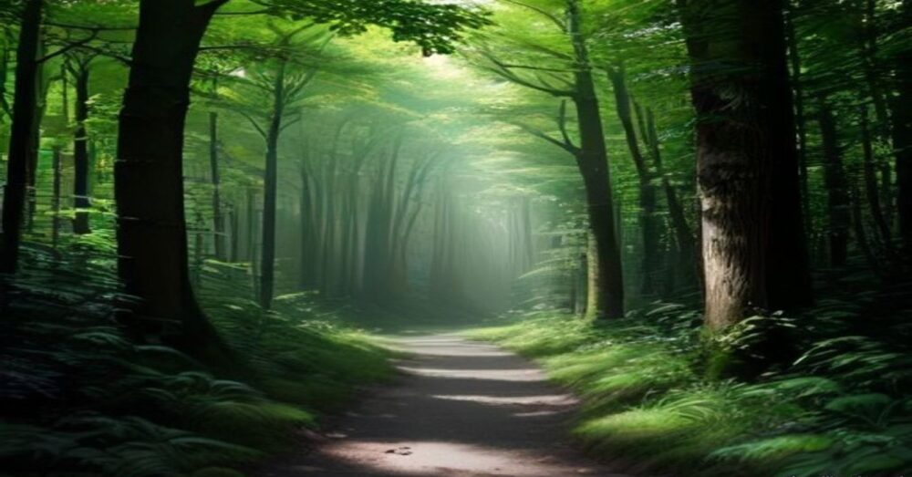 Guérir sous la canopée : comment la nature est entrée dans nos parcours de soin